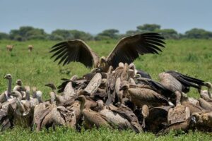 vultures feeding