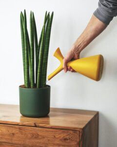 watering plants